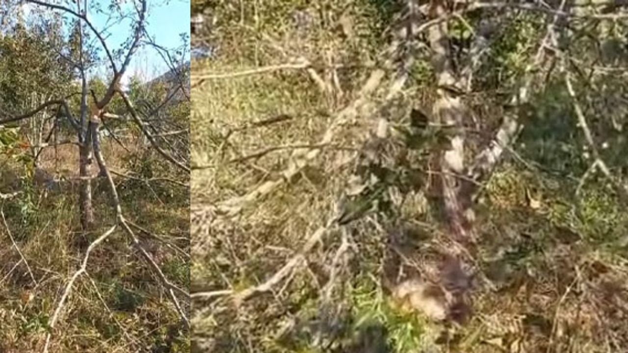 Köye inen ayı, ağaçları kırıp elmaları yedi