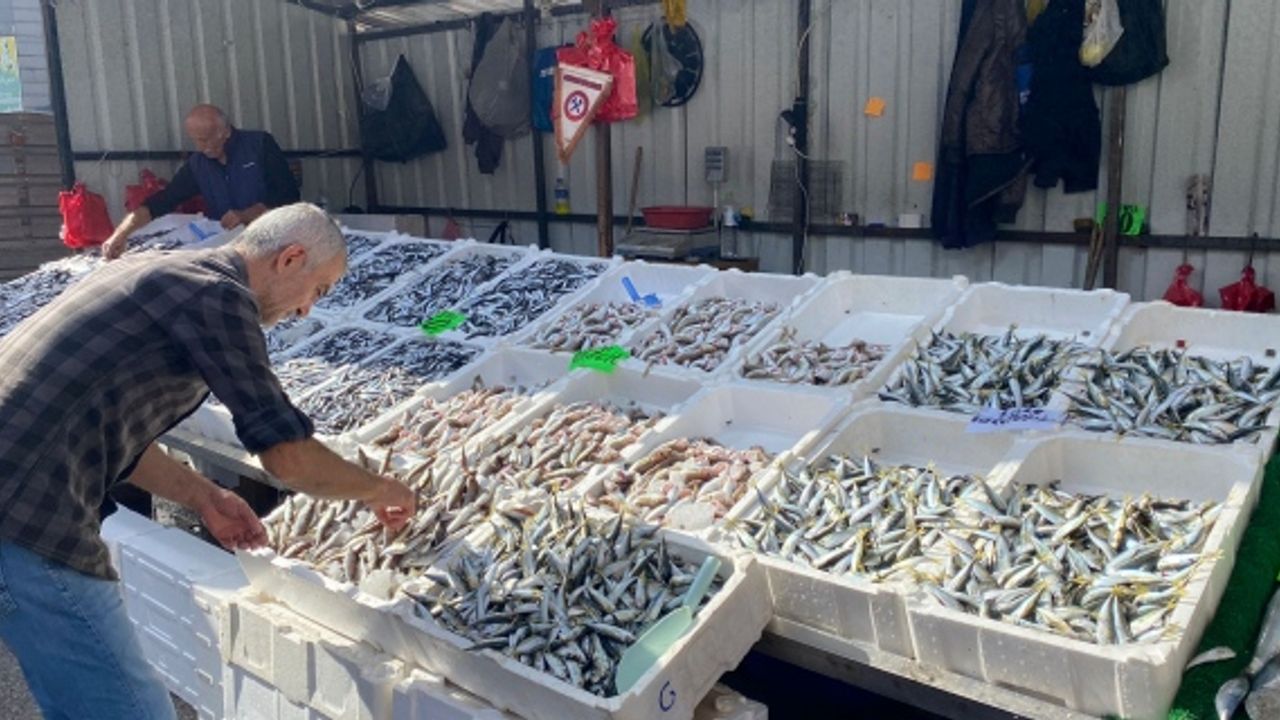 Yerli hamsi tezfahta yerini aldı: Kg. 50 TL