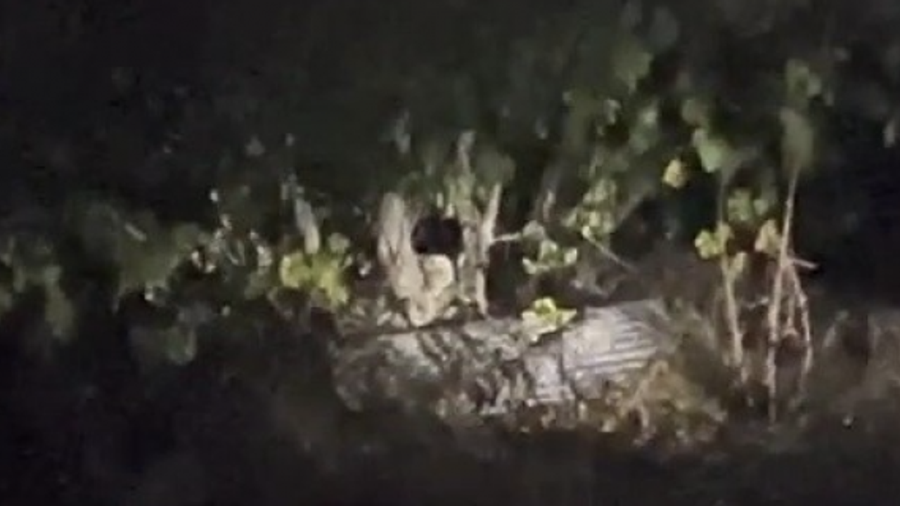 Köyde çıktıkları ağaçta incir yiyen ayılar kamerada