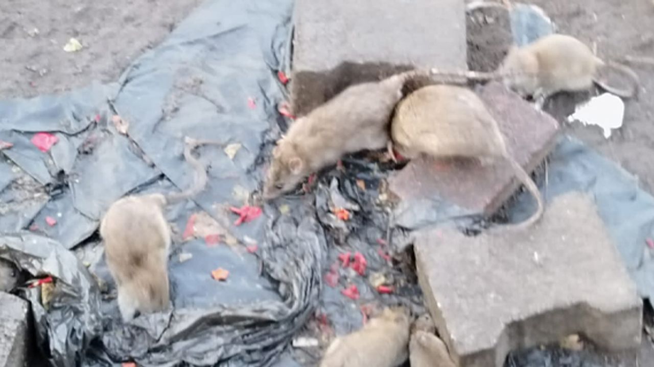 Zonguldak'ın elit mahallesini gemeler bastı