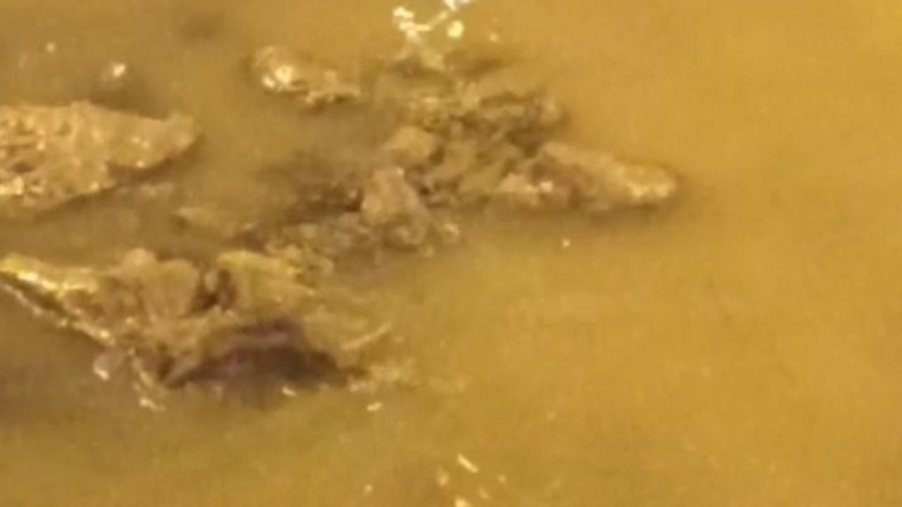 Zonguldak'ta su samuru görüldü