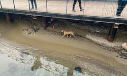 Denize düşen köpeğin imdadına vatandaşlar yetişti