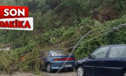 Elektrik telleri koptu, ağaçlar araçların üzerine devrildi