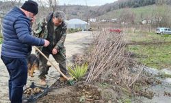 Toprak altında yetişen yer elmasının hasadı başladı