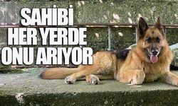 Zonguldak’ta 6 yaşındaki Zeyna isimli köpek kayboldu...