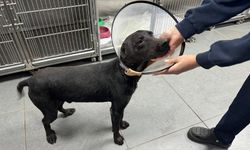Kulağında tümör olan köpek ampute edildi