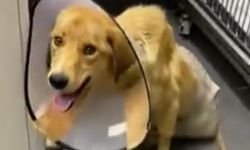 Zonguldak’ta silahla yaralanan köpeğe hayvanseverler sahip çıktı...