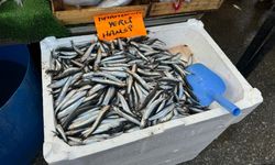 Zonguldak'ta hamsi 300 TL'den alıcı buldu