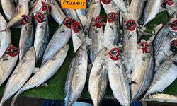 Zonguldak’ta palamut fiyatı yeniden tava yaptı