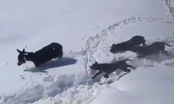 Sıpasıyla kar keyfi yaptı, ahıra zor soktu; o anlar kamerada