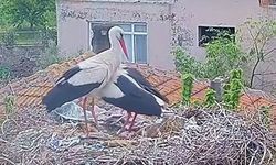 Yolu Zonguldak'tan geçen leylek yok artık