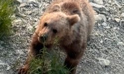 Yavru bozayı sahile indi, vatandaşlar izlemeye gitti