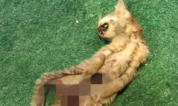 Zonguldak’ta iç organları çıkarılmış 2 kedi için polis inceleme başlattı