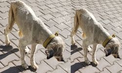 Sahipli olduğu için tedavi edilemeyen köpek ölüme terk edildi