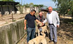 Sokak hayvanları Rehabilitasyon Merkezi'nde çalışma başlatıldı