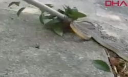 Sokakta oynayan çocukların gördüğü yılan korku yarattı
