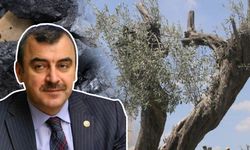 Tarih seni affetmeyecek: Kömürü bitirdi, sıra zeytinliklere geldi!