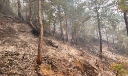 Orman yangınlarına müdahale sürüyor