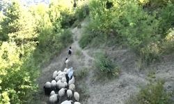 Kurdun koyunlara saldırısı dronla önlendi