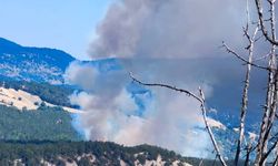 Bolu'da orman yangını çıktı