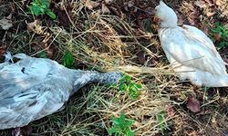 Sokak köpekleri 20 kazı telef etti