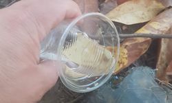 Yangından etkilenen kaplumbağaya ormancı şevkati
