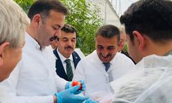 Çaycuma Organize Sera Bölgesi’nde ilk hasat gerçekleştirildi