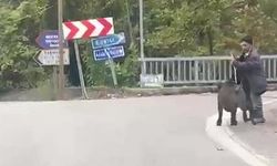 Yaşlı adam, üzerine koşan domuzdan son anda kurtuldu