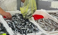 Zonguldak'ta hamsi ucuzluğu sürüyor!