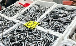 Zonguldak’ta yerli hamsi fiyatında düşüş sürüyor