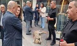 Kent Merkezinde Sokak Köpeği Krizi: Vatandaşlarla ekipler karşı karşıya