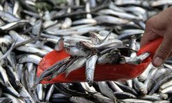 Zonguldak’ta hamsi tezgahlarda 70 liradan alıcı buldu