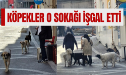 Çaycuma'da köpekler o sokağı işgal etti