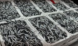 Olumsuz hava koşulları hamsiyi vurdu: Kilosu 150 TL'ye yükseldi