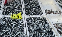 Hamsinin fiyatının 100 liraya düştü