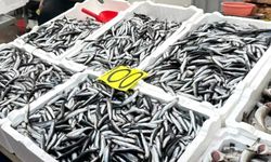 Hamsi fiyatı düştü!