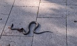 Çocuk parkındaki yılan paniği