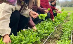 Tarım Lisesi öğrencileri, uygulamalı eğitimde tere ve roka hasadı yaptı