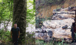 Gökgöl Mağarası önünde kesilen 1180 yıllık ağaç müzede sergilenecek