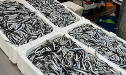 Hamsi tezgahlarda 150 liradan alıcı buldu.