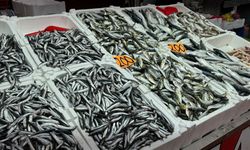 Hamsinin kilosu 200 liraya çıktı