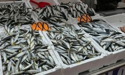 Tezgahın yeni gözdesi istavrit!