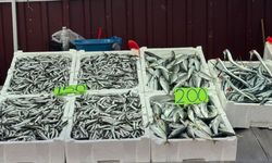 Zonguldak'ta hamsinin kilosu 150 lira