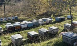 Ereğli’deki arıcılık işletmeleri mercek altında