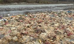 Alaplı Çayı'nda telef olmuş tavuklar bulundu