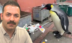 Siyasette penguen polemiği; 'Zonguldak gösteri değil, hizmet bekliyor'