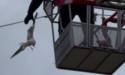 Tellere takılan martının imdadına itfaiye yetişti