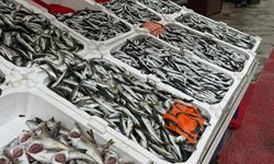 Hamsi tezgahlarda 200 liradan alıcı buldu