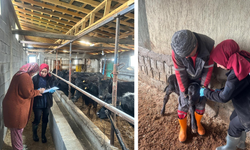 Çaycuma’da Angus bereketi: Yeni buzağılar kimliklendirildi