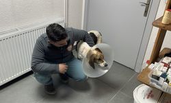 Kanserli sokak köpeğinin mucize kurtuluşu